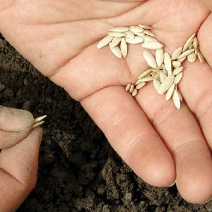 Semillas Fito Seeds